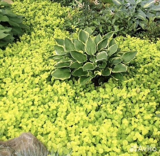 Цветы уличные