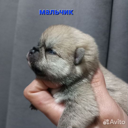 Щенки помчи