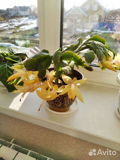 Комнатные цветы