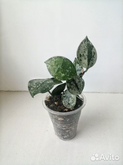 Hoya lacunosa super Eskimo