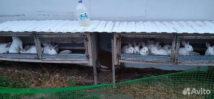 Калифорнийские кролики и микс нзб +калифорния