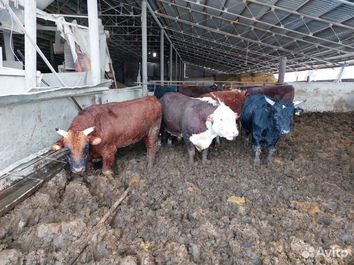 Бычки и быки на мясо
