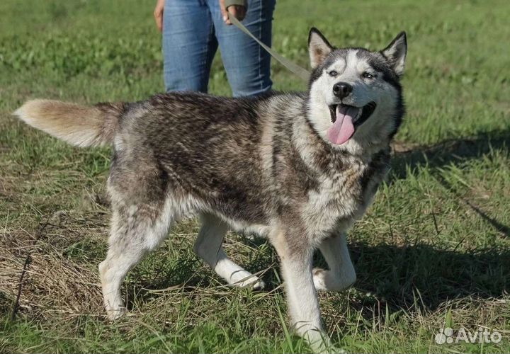 Красивая девочка хаски ищет дом в добрые руки