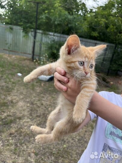 Кошки бесплатно
