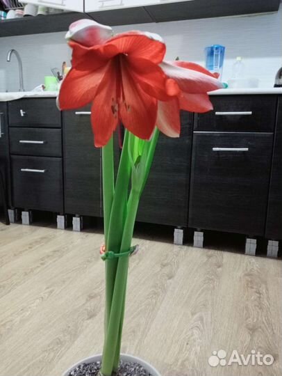 Гиппеаструм амариллис луковицы