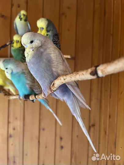 Выставочные волнистые попугаи (ввп чех)