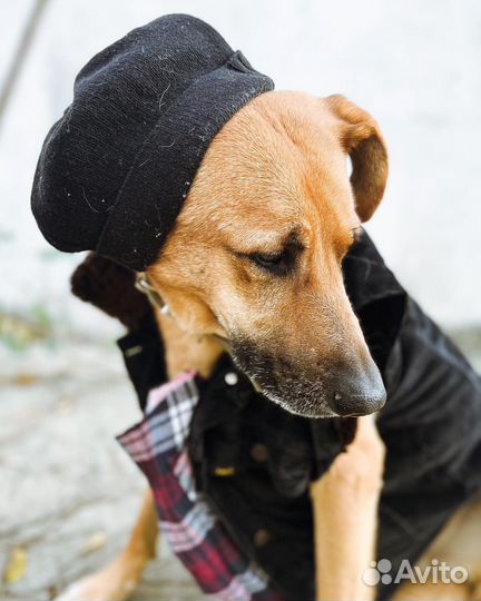 Собака Ирвин