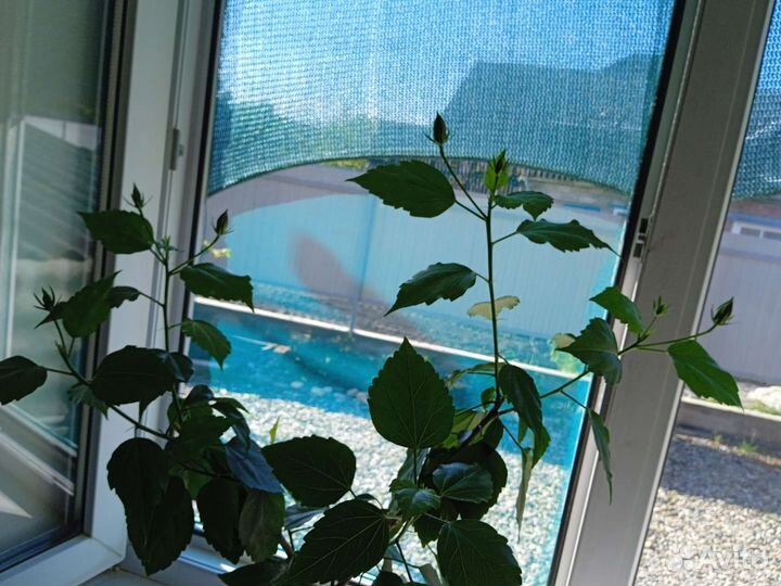 Гибискус китайская роза