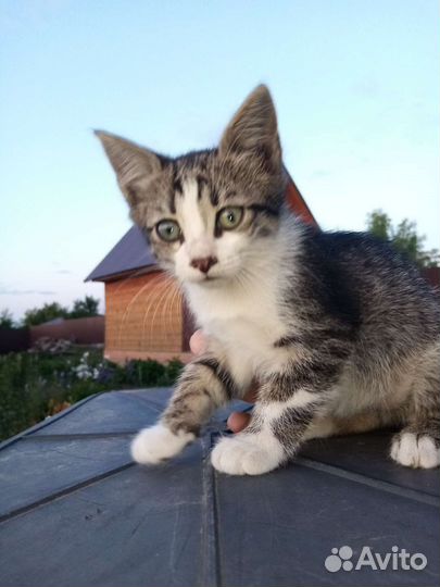 Безхвостый Котенок