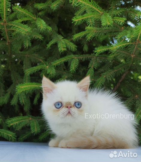 Экзотические и персидские котята