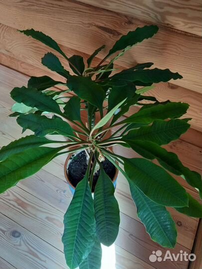 Юкка. Комнатные цветы