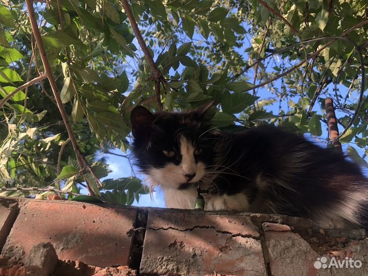 Найден кот