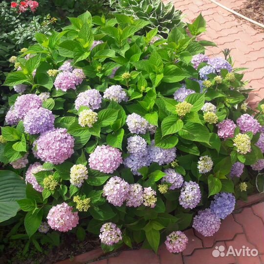 Гортензия Бесконечное лето