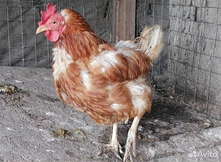 Курица