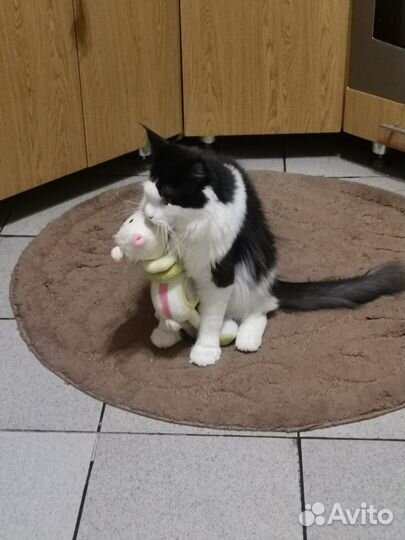 Кот мейн-кун вязка