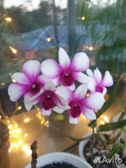 Дендробиум Polar Fire