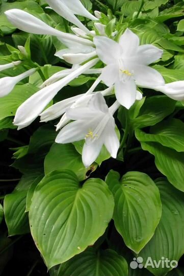 Хоста ароматная