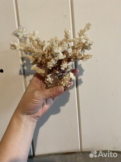 Морской коралл