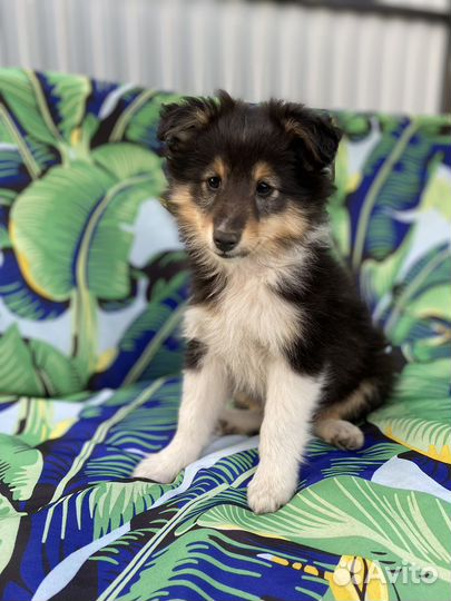 Щенки шелти