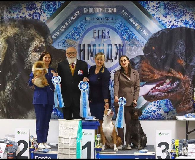 Хендлер. Показ собак на выставках)