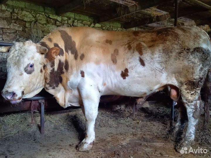 Бык самый раз на курбан прошу 270т Мясо 700-750кг