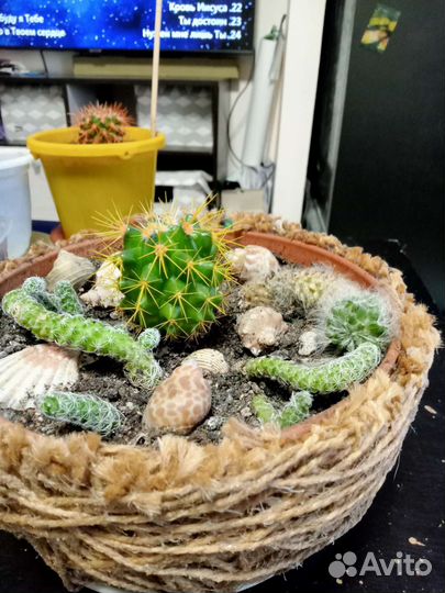 Комнатные цветы