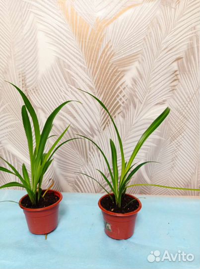 Комнатные растения