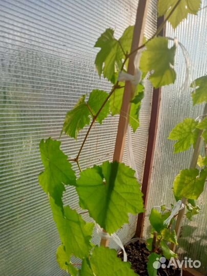 Саженцы винограда