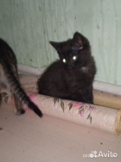 Котята вислоухие в добрые руки бесплатно