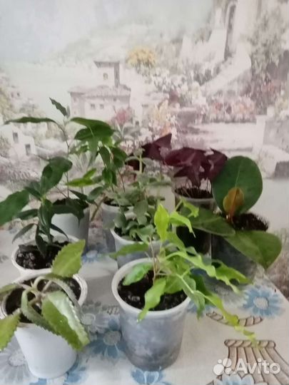 Комнатные цветы, горшки для цветов