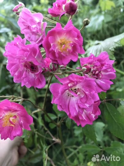 Саженцы роз