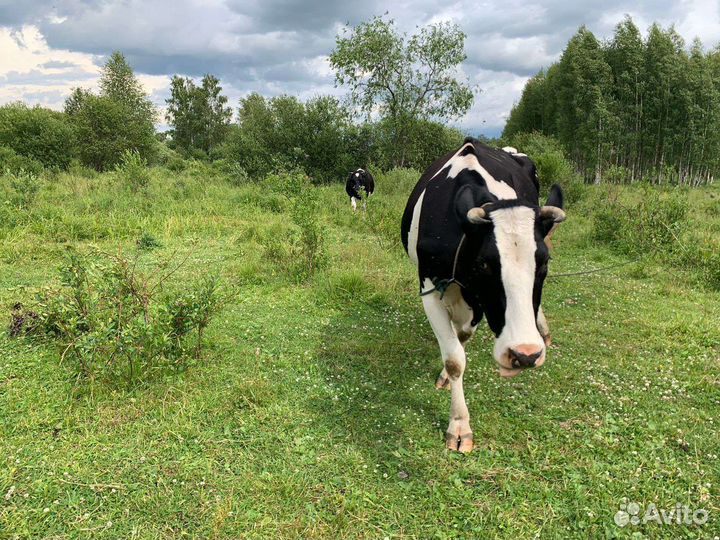 Коровы дойные молочные