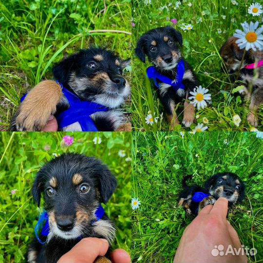 Щенок в добрые руки бесплатно