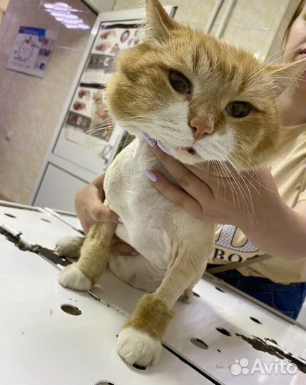 Груминг кошек выезд на дом