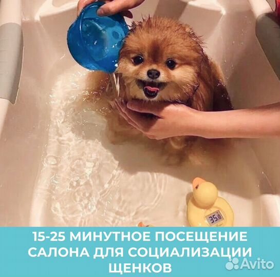 Груминг Стрижка собак Тримминг Екб