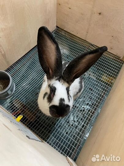 Кролики мясных пород великаны