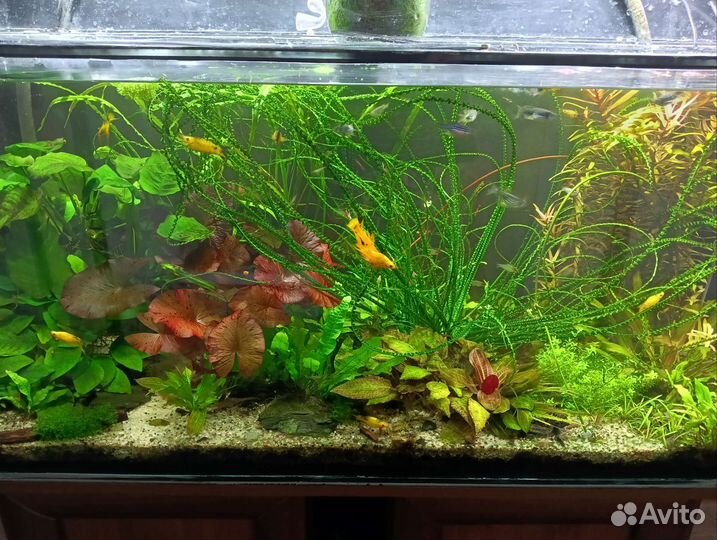 Аквариумные растения