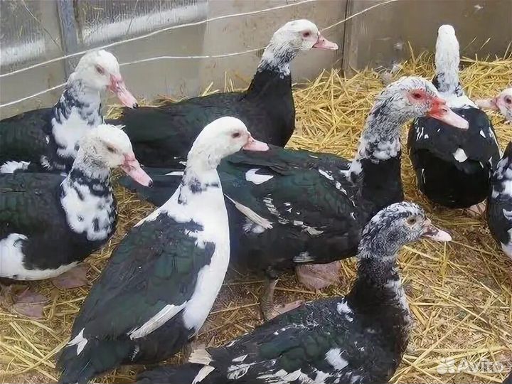 Мускусные утки мясом