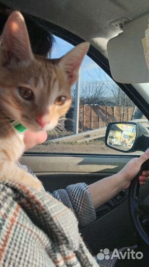Потерялся кот
