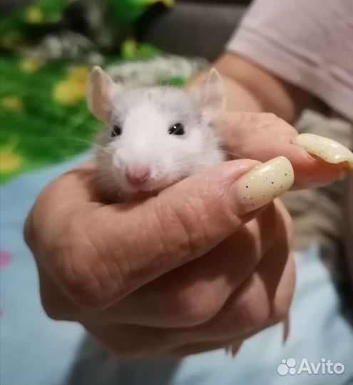 Крыса Дамбо