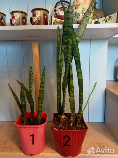 Сансевиерия