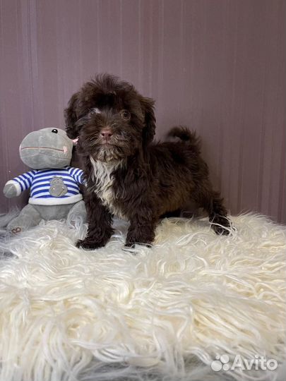 Мальтипу шоколадный