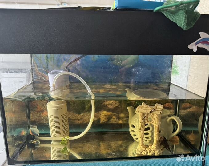 Аквариум с сомиками