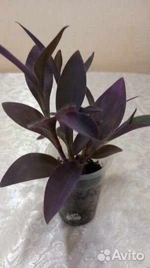 Традесканция, 3 вида.Комнатные растения