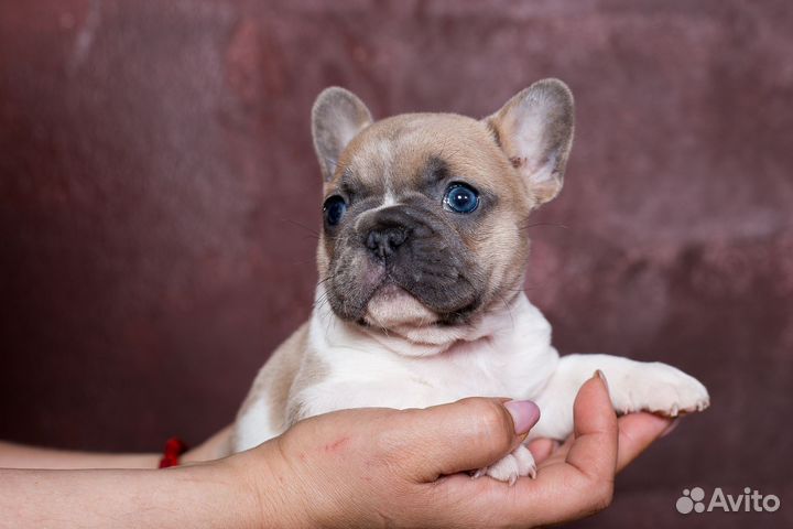 Французский бульдог
