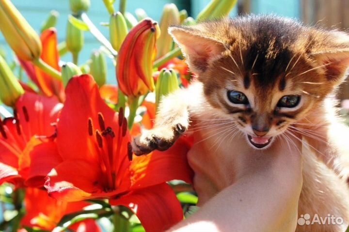 Абиссинские котята