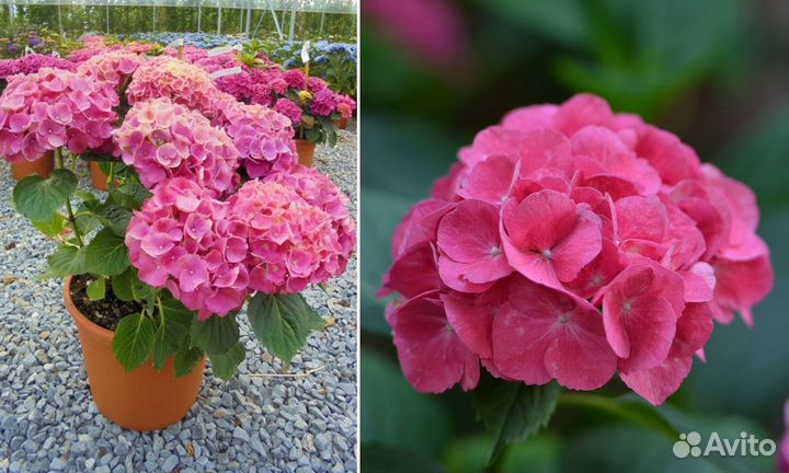 Саженцы крупнолистных Гортензий