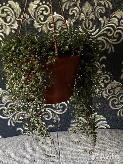 Растения пилея коллизия