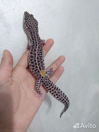 Геккон эублефар