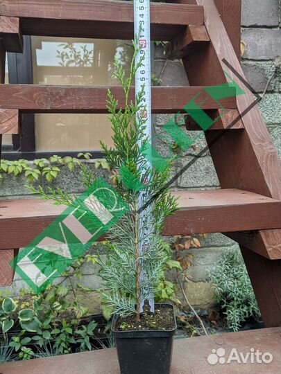 Купрессоципарис Лейланда,Можжевельник Олд Голд.туя